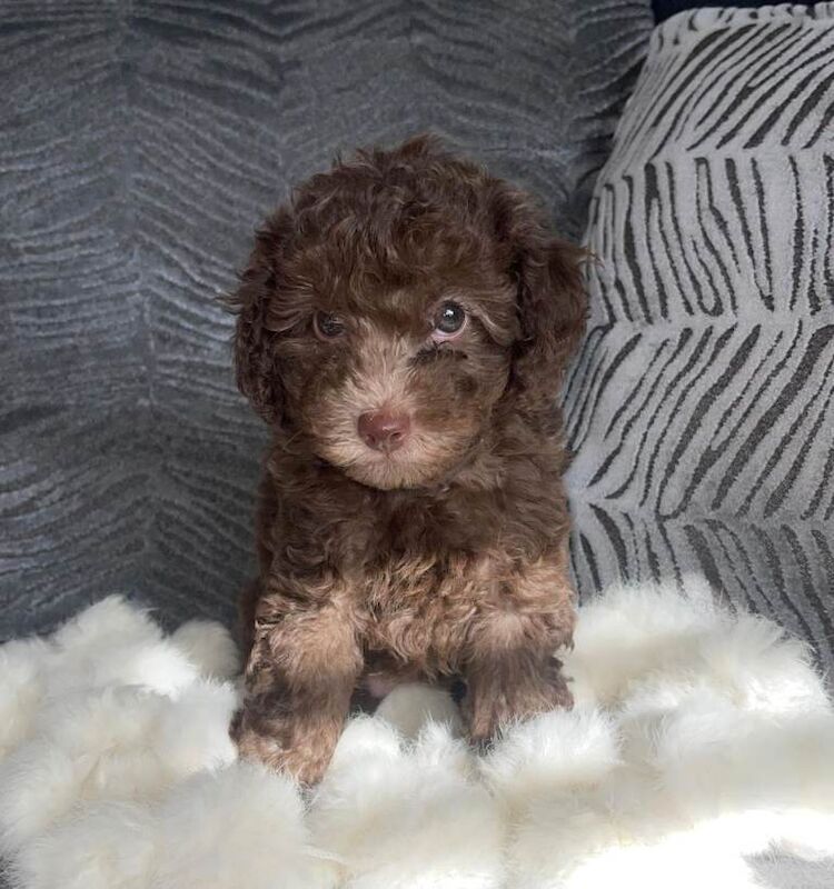 Stunning cockapoo's ready now - Image 5 of 6