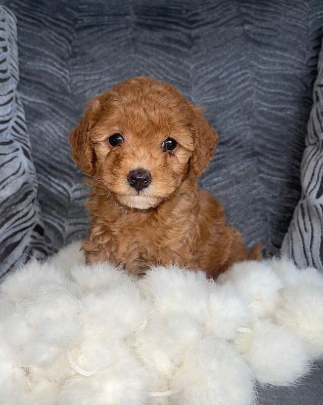 Stunning cockapoo's ready now - Image 6 of 6