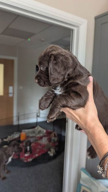 Stunning Cocker Spaniel x Cockapoo Puppies (Lincoln) – Outstanding 9pm-5am Sleep Routine! - Image 2 of 6