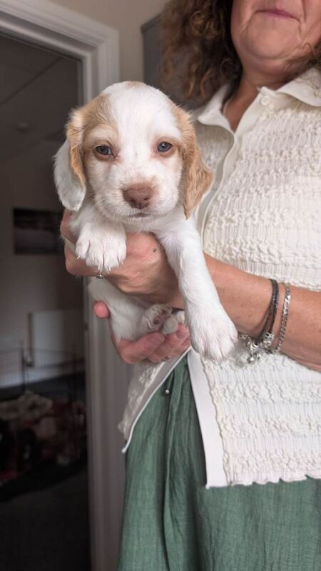 Stunning Cocker Spaniel x Cockapoo Puppies (Lincoln) – Outstanding 9pm-5am Sleep Routine! - Image 3 of 6