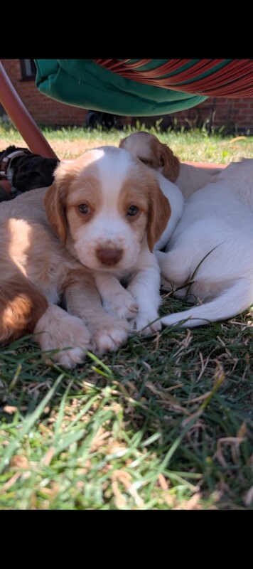 Stunning Cocker Spaniel x Cockapoo Puppies (Lincoln) – Outstanding 9pm-5am Sleep Routine! - Image 5 of 6