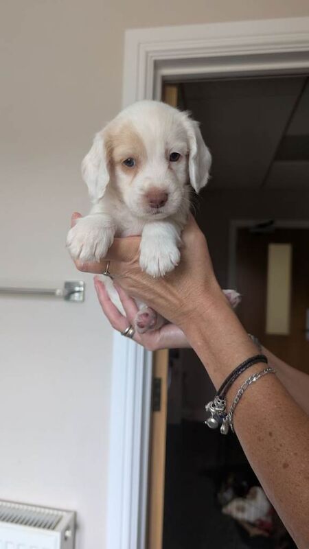 Stunning Cocker Spaniel x Cockapoo Puppies (Lincoln) – Outstanding 9pm-5am Sleep Routine! - Image 6 of 6