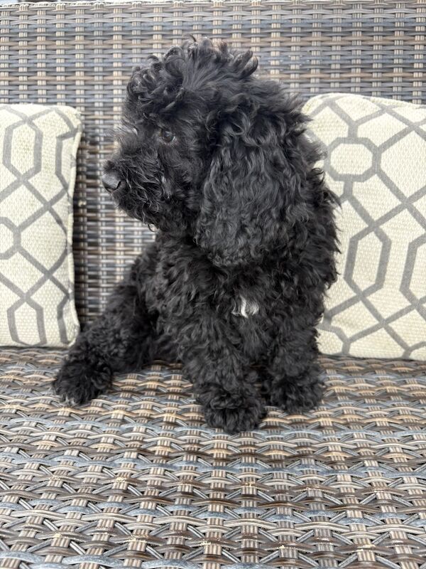 Cockapoo puppies for sale in Staines-upon-Thames, Surrey – 9 weeks old - Image 2 of 8
