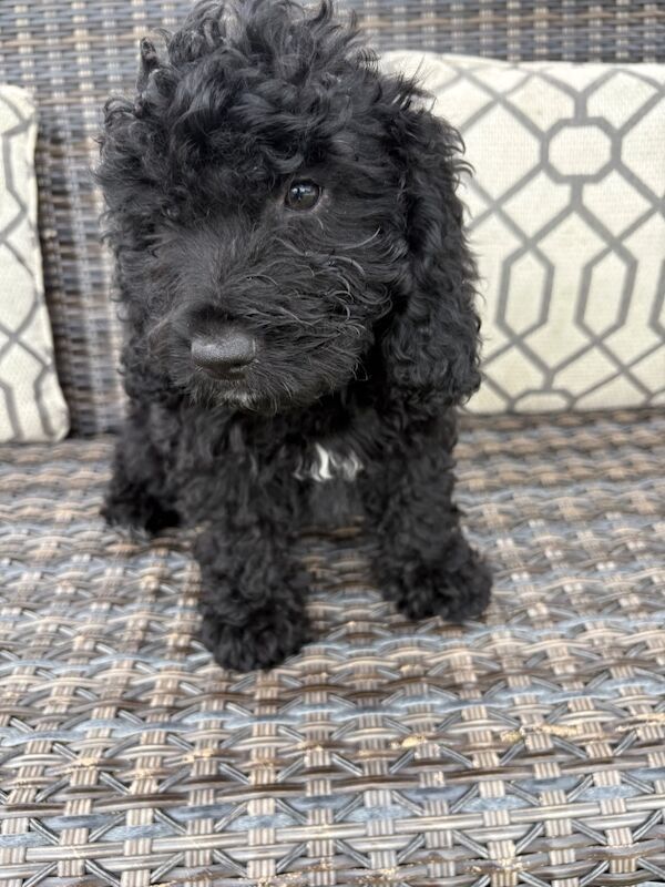 Cockapoo puppies for sale in Staines-upon-Thames, Surrey – 9 weeks old - Image 3 of 8