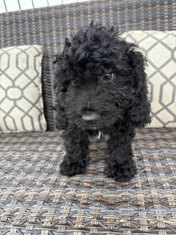 Cockapoo puppies for sale in Staines-upon-Thames, Surrey – 9 weeks old - Image 4 of 8