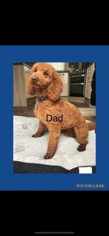 Cockapoo puppies for sale in Staines-upon-Thames, Surrey – 9 weeks old - Image 6 of 8