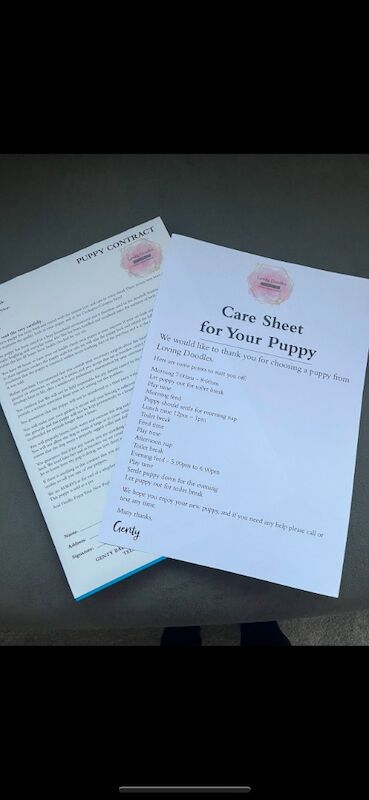 Cockapoo puppies for sale in Staines-upon-Thames, Surrey – 9 weeks old - Image 7 of 8