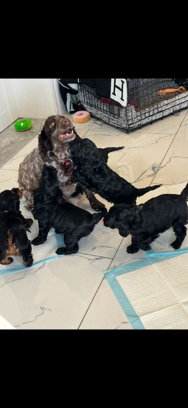 Cockapoo puppies for sale in Staines-upon-Thames, Surrey – 9 weeks old - Image 8 of 8