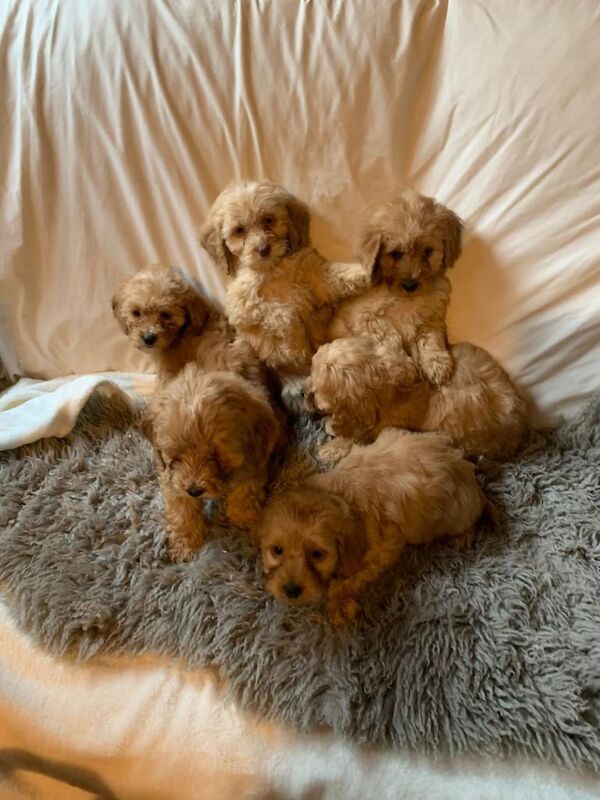 Cockapoo puppies for sale in Ingatestone, Essex – 9 weeks old