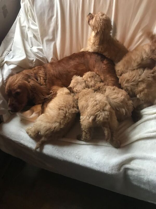 Cockapoo puppies for sale in Ingatestone, Essex – 9 weeks old - Image 2 of 6