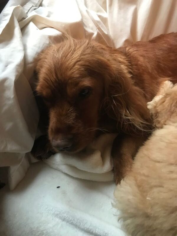 Cockapoo puppies for sale in Ingatestone, Essex – 9 weeks old - Image 3 of 6