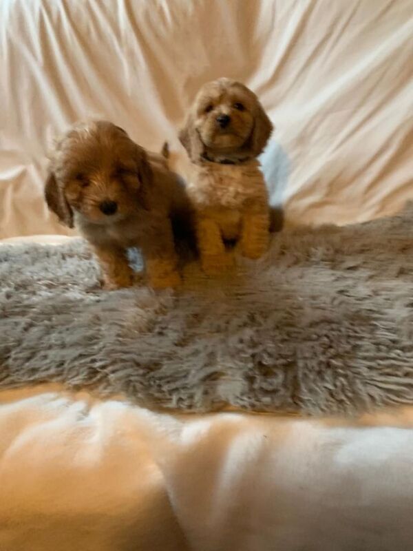 Cockapoo puppies for sale in Ingatestone, Essex – 9 weeks old - Image 4 of 6