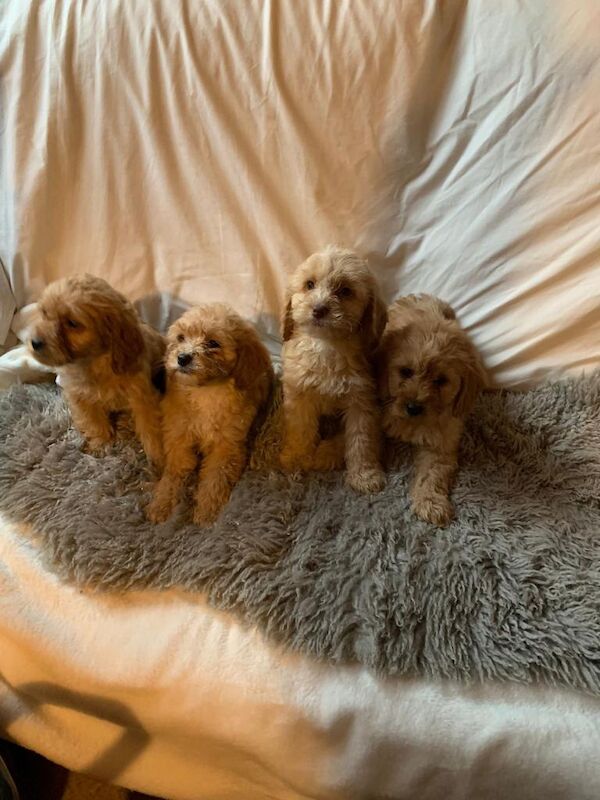 Cockapoo puppies for sale in Ingatestone, Essex – 9 weeks old - Image 5 of 6