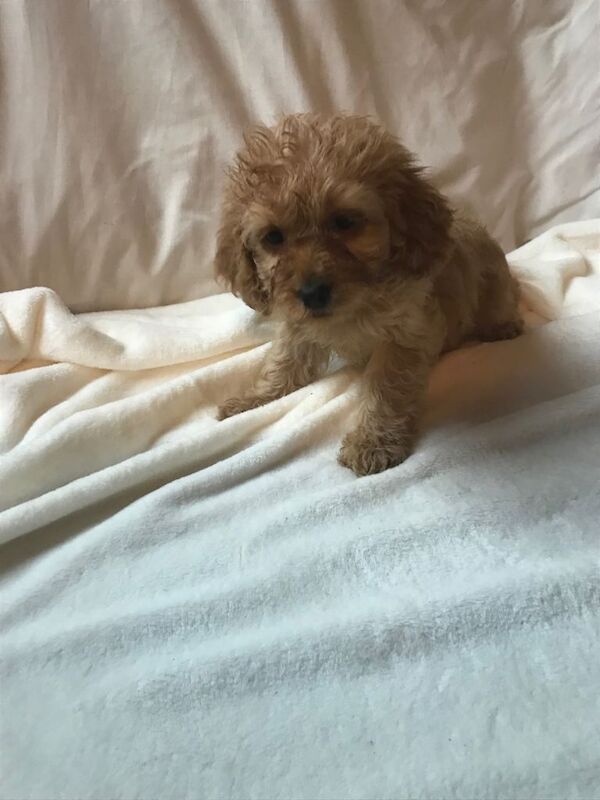 Cockapoo puppies for sale in Ingatestone, Essex – 9 weeks old - Image 6 of 6