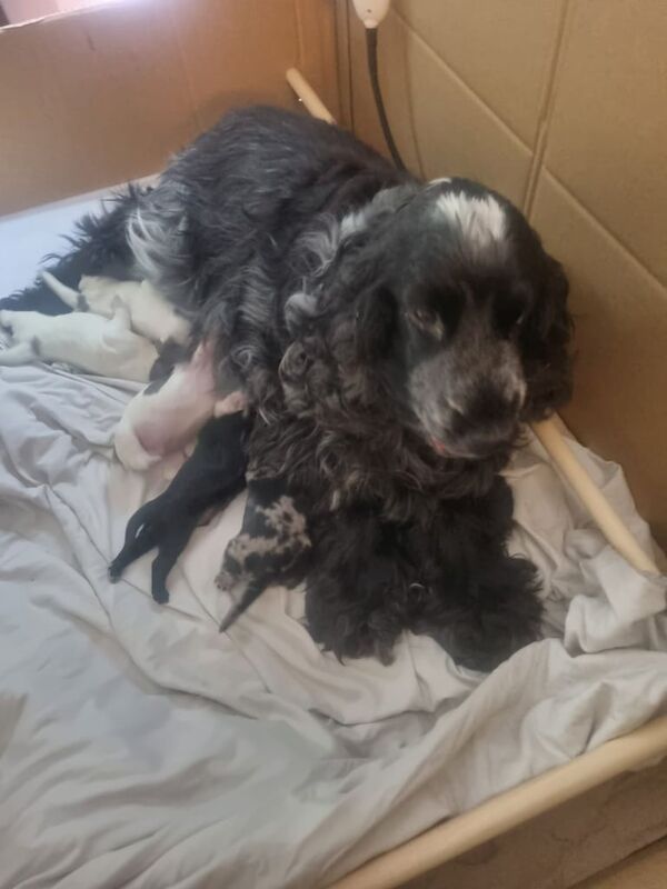 STUNNING COCKERPOO PUPPIES FOR SALE in East Finchley, Greater London