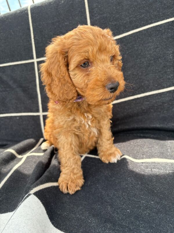 🐾STUNNING COCKERPOOS F1 health tested parents for sale in Staines-upon-Thames, Surrey