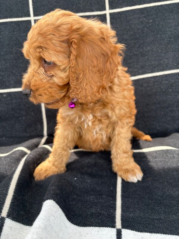 🐾STUNNING COCKERPOOS F1 health tested parents for sale in Staines-upon-Thames, Surrey - Image 3