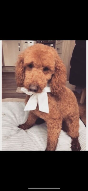 🐾STUNNING COCKERPOOS F1 health tested parents for sale in Staines-upon-Thames, Surrey - Image 4