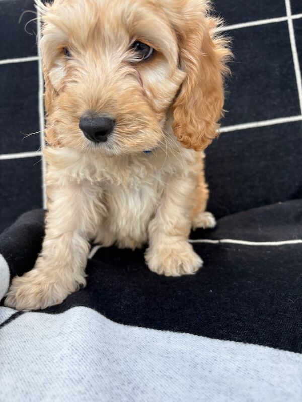 🐾STUNNING COCKERPOOS F1 health tested parents for sale in Staines-upon-Thames, Surrey - Image 5