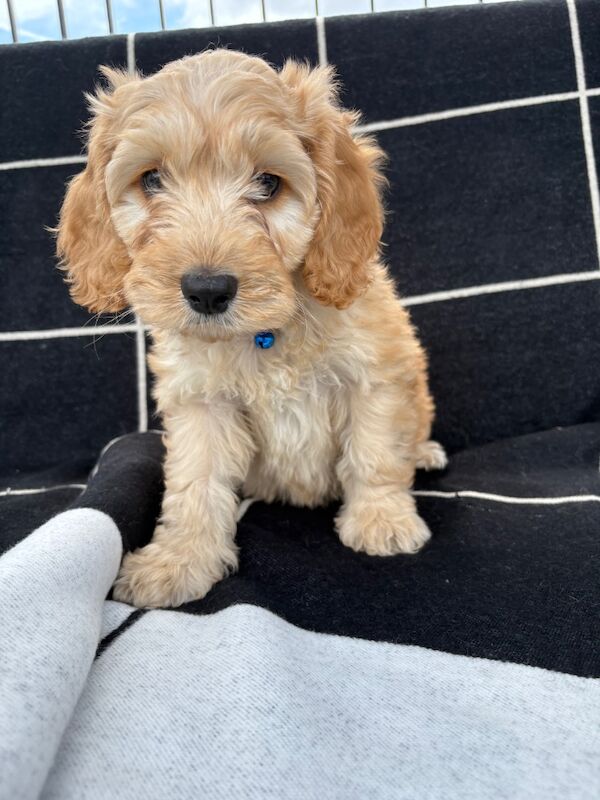 🐾STUNNING COCKERPOOS F1 health tested parents for sale in Staines-upon-Thames, Surrey - Image 7