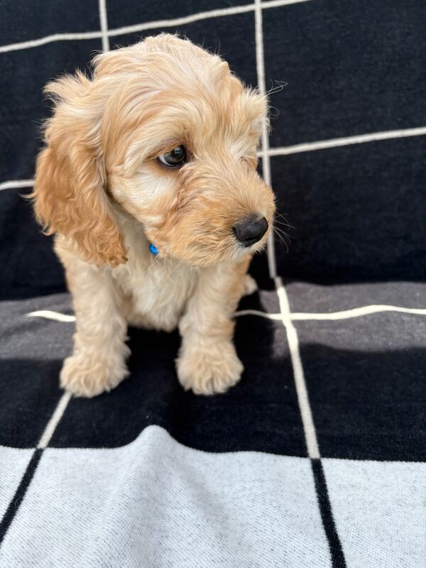 🐾STUNNING COCKERPOOS F1 health tested parents for sale in Staines-upon-Thames, Surrey - Image 9