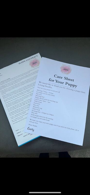 🐾STUNNING COCKERPOOS F1 health tested parents for sale in Staines-upon-Thames, Surrey - Image 10
