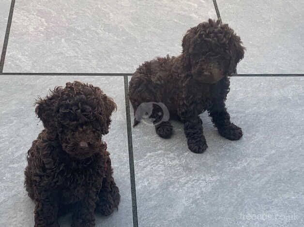 Cockapoo puppies for sale in Warrington, Cheshire – 1 year old - Image 2 of 5