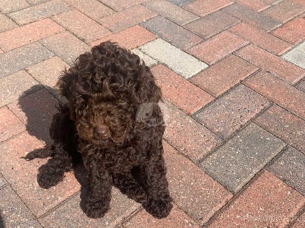 Cockapoo puppies for sale in Warrington, Cheshire – 1 year old - Image 4 of 5