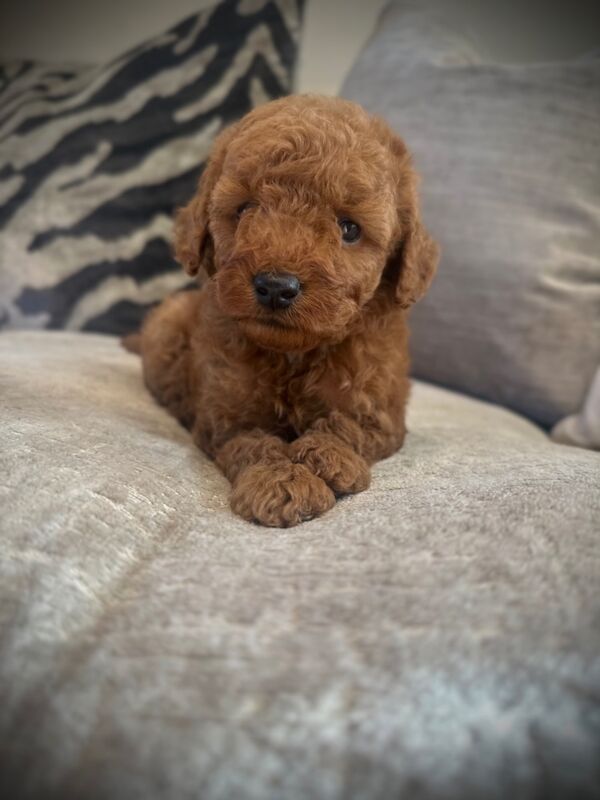 Cockapoo puppies for sale in Sunderland, Tyne and Wear – 8 weeks old