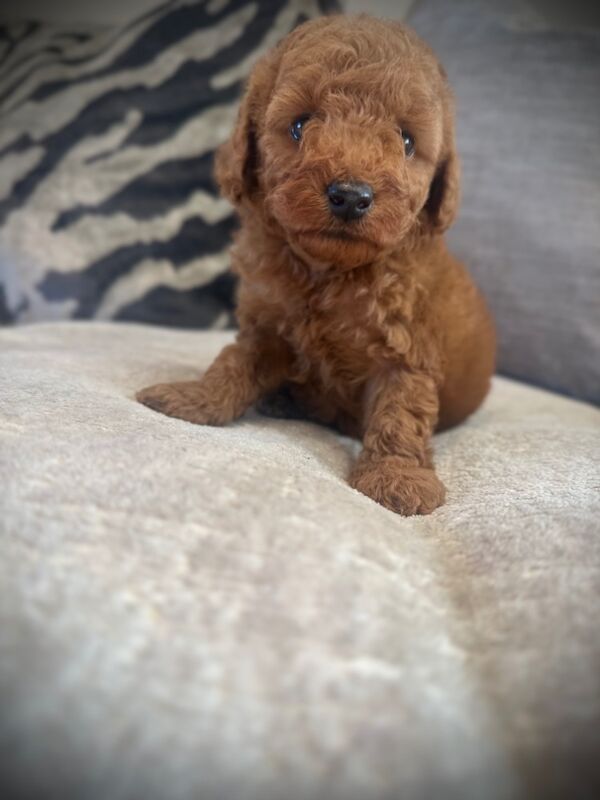 Cockapoo puppies for sale in Sunderland, Tyne and Wear – 9 weeks old - Image 2 of 5
