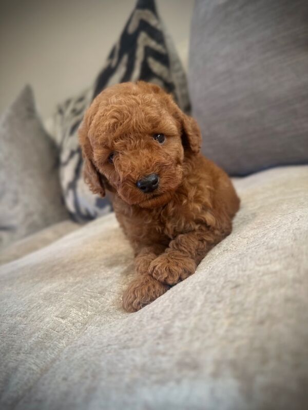 Cockapoo puppies for sale in Sunderland, Tyne and Wear – 9 weeks old - Image 3 of 5