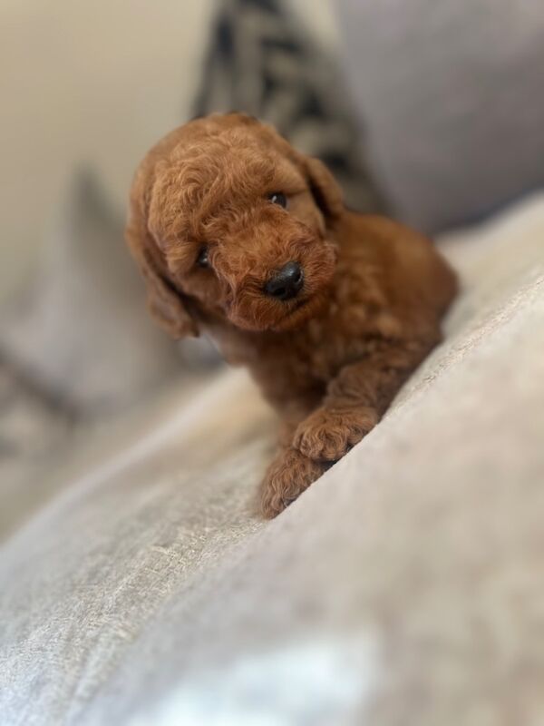 Cockapoo puppies for sale in Sunderland, Tyne and Wear – 9 weeks old - Image 4 of 5