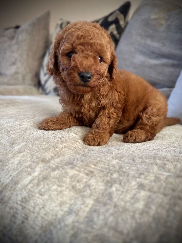 Cockapoo puppies for sale in Sunderland, Tyne and Wear – 9 weeks old - Image 5 of 5