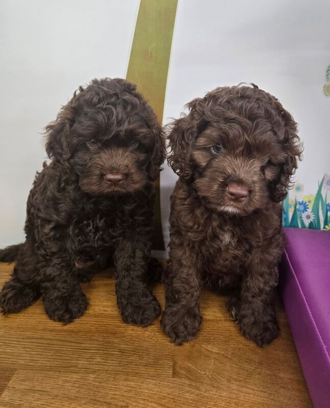 Cockapoo Puppies For Sale