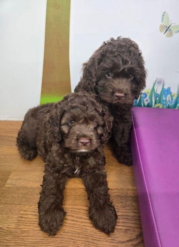 Cockapoo puppies for sale in Welwyn Garden City, Hertfordshire – 10 weeks old - Image 2 of 3