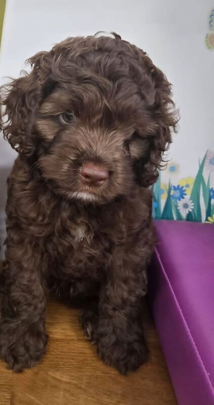 Cockapoo puppies for sale in Welwyn Garden City, Hertfordshire – 10 weeks old - Image 3 of 3
