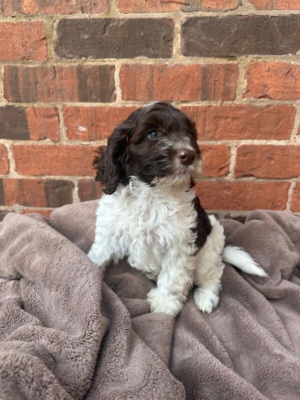 Cockapoo Puppies For Sale Under £1,000