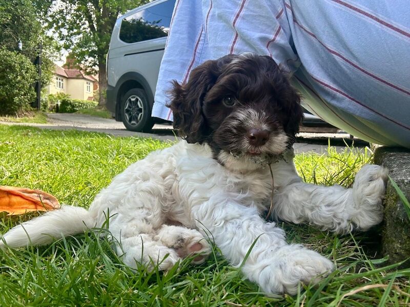 Stunning F1 cockapoo boy - Image 2 of 12