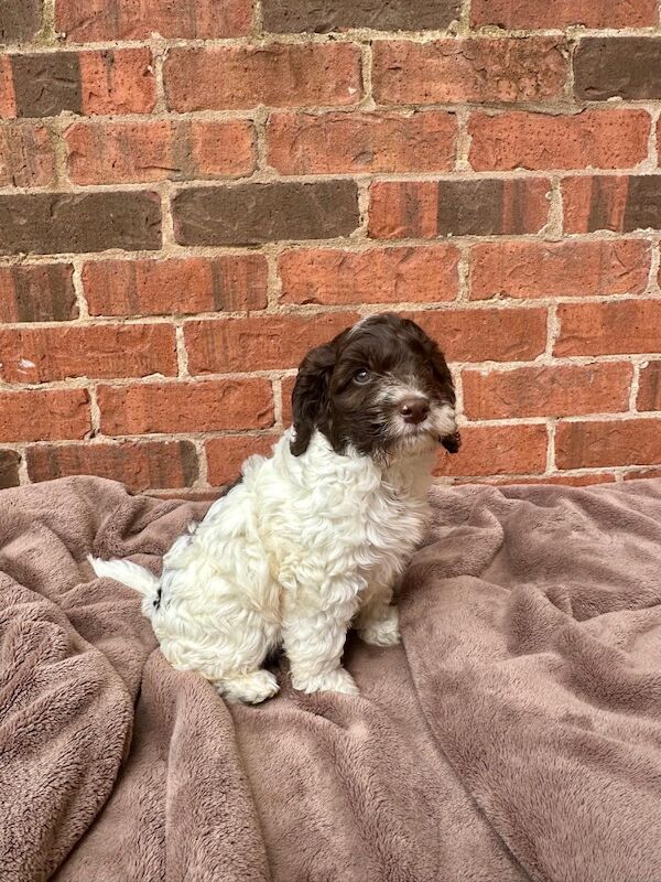 Stunning F1 cockapoo boy - Image 3 of 12