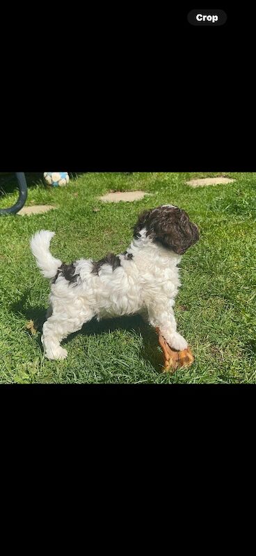 Stunning F1 cockapoo boy - Image 4 of 12