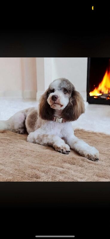 Stunning F1 cockapoo boy - Image 5 of 12