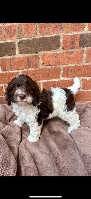 Stunning F1 cockapoo boy - Image 6 of 12