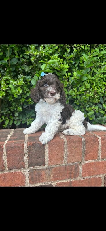 Stunning F1 cockapoo boy - Image 7 of 12