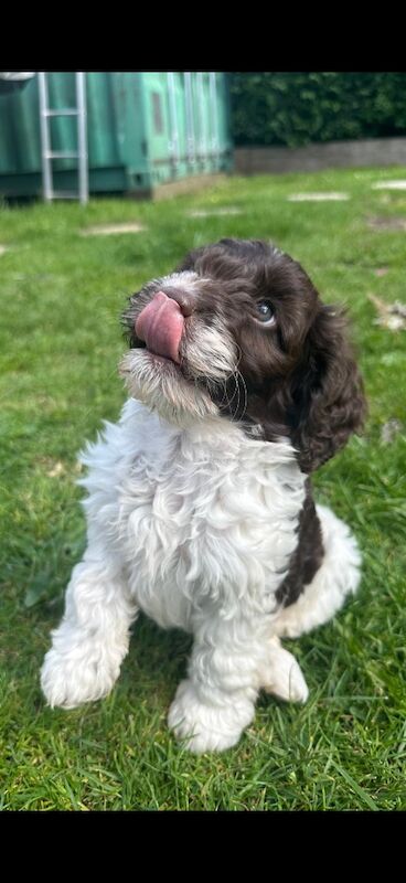 Stunning F1 cockapoo boy - Image 8 of 12