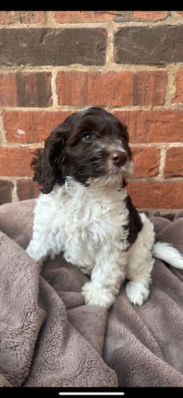 Stunning F1 cockapoo boy - Image 9 of 12