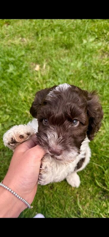 Stunning F1 cockapoo boy - Image 10 of 12