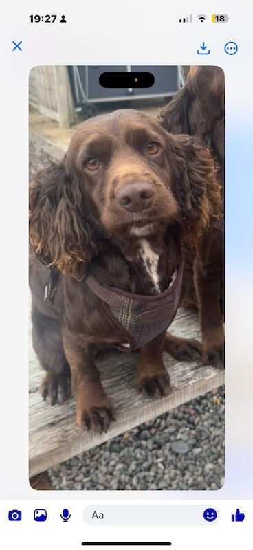 Stunning F1 cockapoo boy - Image 11 of 12
