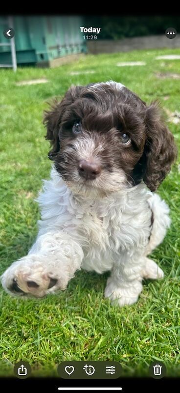 Stunning F1 cockapoo boy - Image 12 of 12