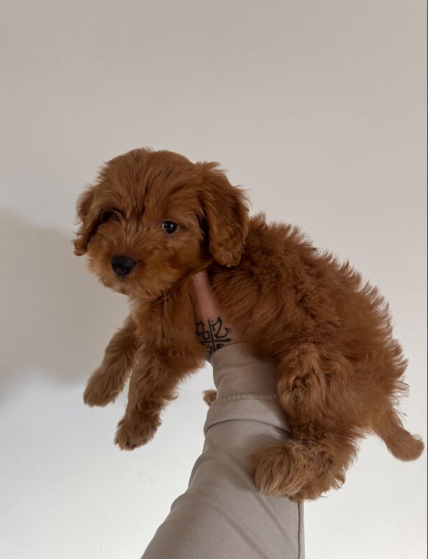 Cockapoo puppies for sale in Cheadle, Greater Manchester – KC registered, 11 weeks old - Image 2 of 3