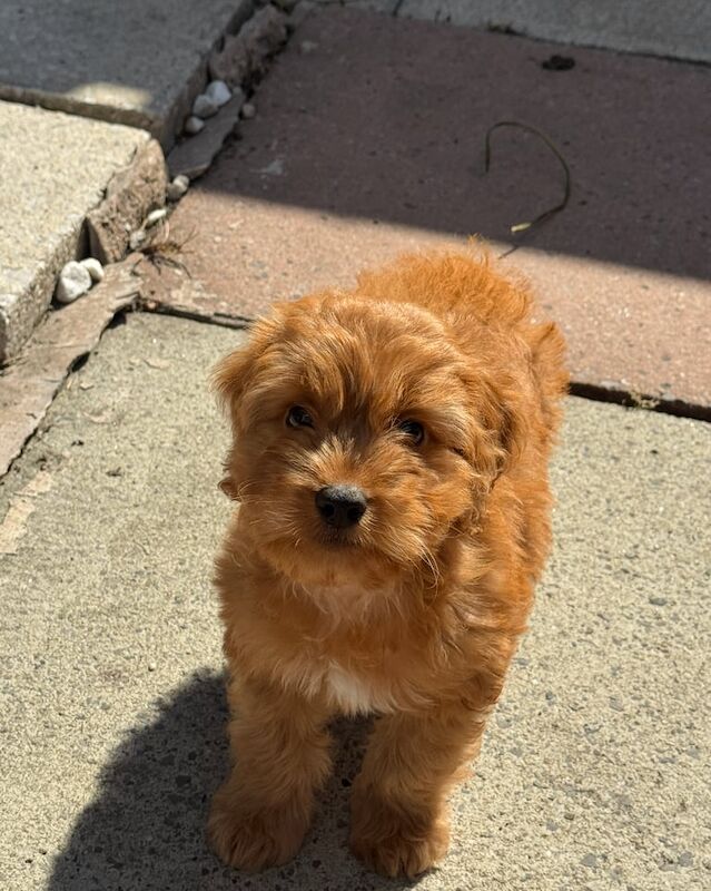 Cockapoo puppies for sale in Cheadle, Greater Manchester – KC registered, 11 weeks old - Image 3 of 3